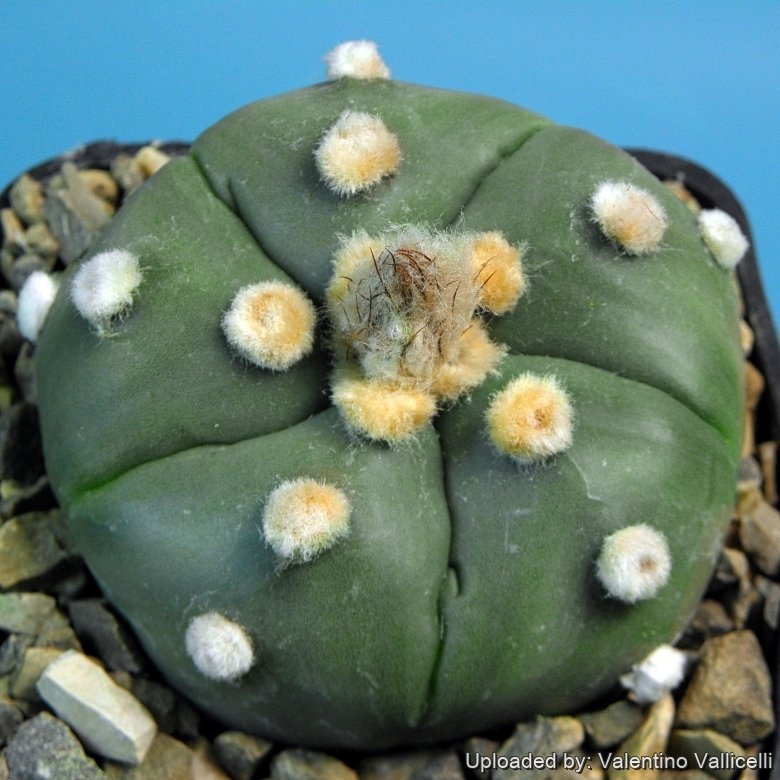 Astrophytum asterias cv. Goryo Kabuto (Five Ribs) + Ruri